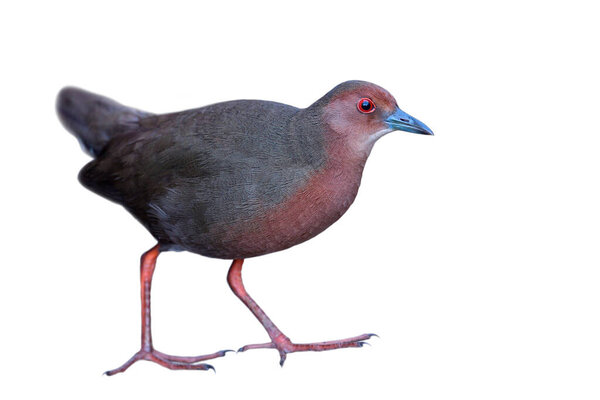 Funny Red Eye Misterious Dark Brown Red Bird Long Foot Stock Picture