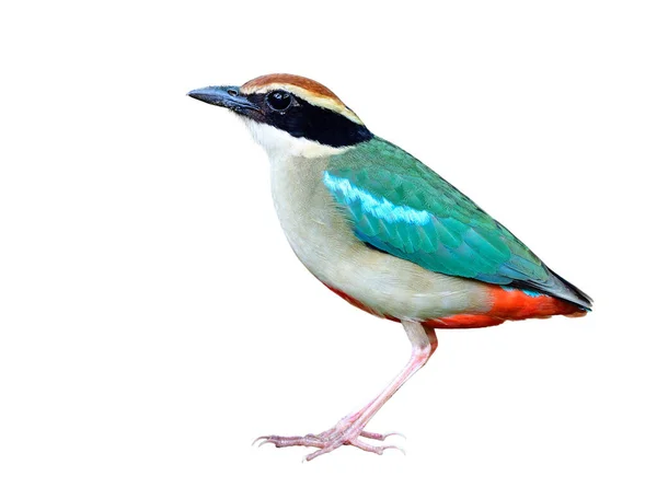 Magnifique Oiseau Multicolore Étirer Pleinement Son Corps Montrant Les Détails — Photo