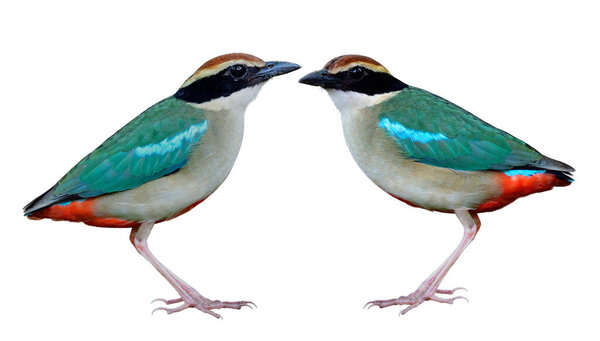 Twin Beautiful Green Wings Pale Belly Red Vent Brown Head Stock Image