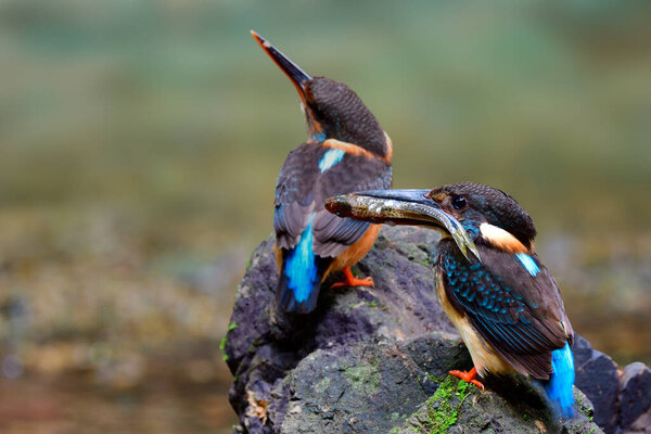 Little Male Bird Carrying Fish Meat Feed Female Natural Rock Royalty Free Stock Photos
