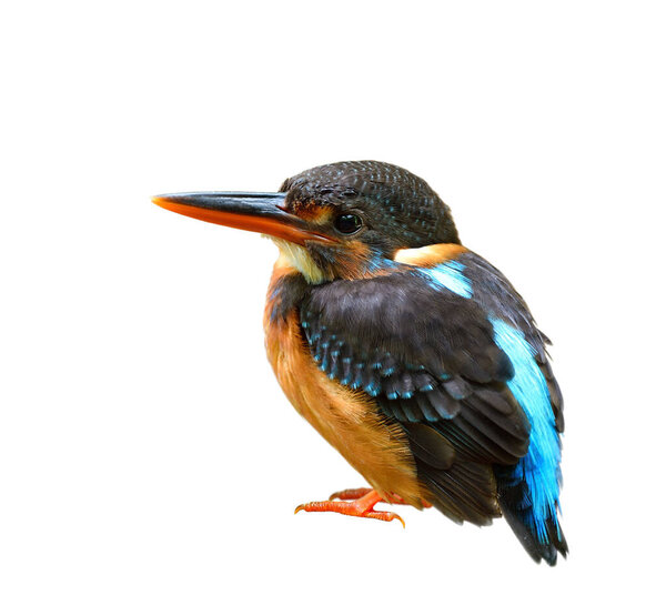 Female Malay Blue Banded Kingfisher Alcedo Peninsulae Small Brown Wings Stock Photo