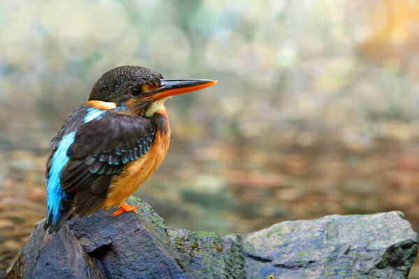 Female Malay Blue Banded Kingfisher Alcedo Peninsulae Lonely Perching Rock Stock Image