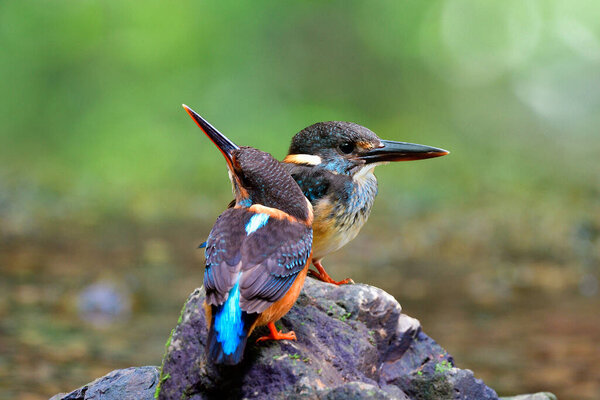 Alcedo Peninsulae Malay Blue Banded Kingfisher Perching Rock Stream Breeding Stock Picture