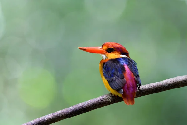 multiple colors feathers bird sitting calmly on branch expose over far blur green background infront of her nest while resting from digging activity, oriental dwarf or black-backed kingfisher