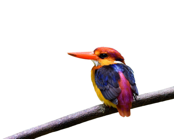 Oriental Dwarf Black Backed Kingfisher Ceyx Erithaca Sitting Branch Isolated Royalty Free Stock Photos