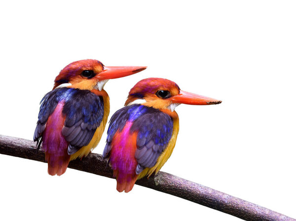 Pair Colorful Bird Dirt Beaks Hole Nesting Breeding Season Thailand Stock Image