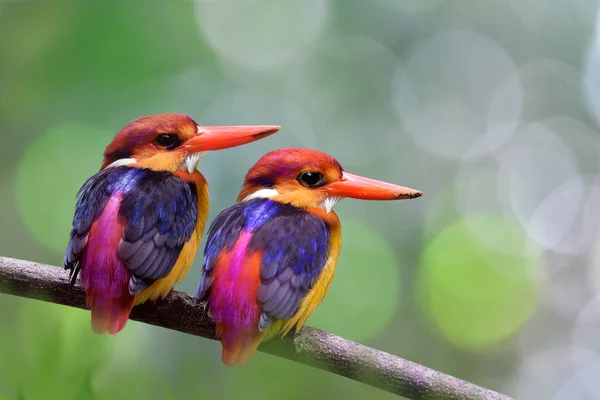 Fascinated Pair Colorful Bird Together Branch Breeding Season Dirt Its — Stock Photo, Image