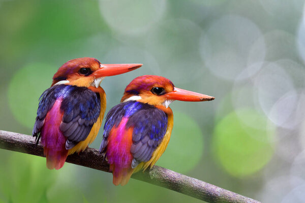 Fascinated Pair Colorful Bird Together Branch Breeding Season Dirt Its Stock Picture