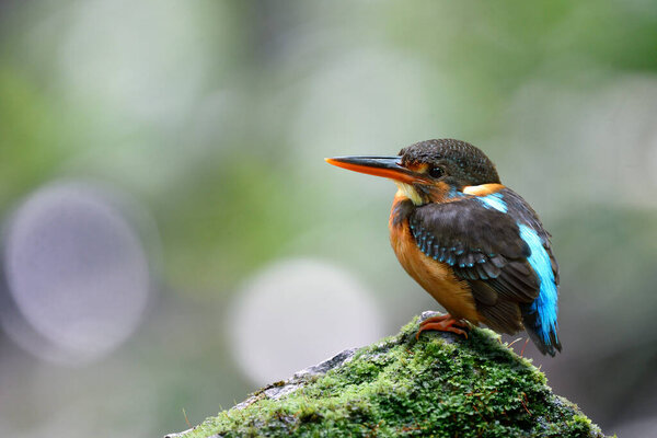 Female Malay Blue Banded Kingfisher Perching Green Mossy Rock Stream Stock Photo