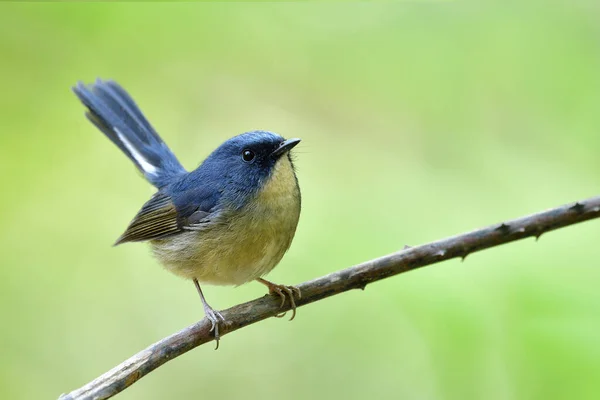 Ravissant Oiseau Gris Bleu Avec Une Forme Potelée Perché Sur — Photo