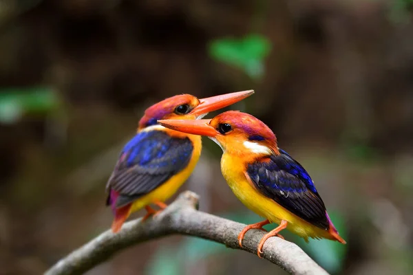Par Pássaros Coloridos Empoleirados Vara Frente Penhasco Sujeira Enquanto Cavando — Fotografia de Stock