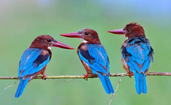 Flock Blue Wings Large Red Beaks Bird Perching Thin Branch — Fotografia de Stock