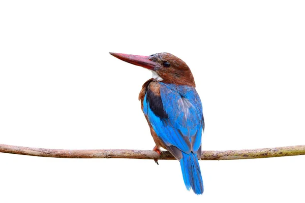 Young Blue Wings Large Red Beaks Growing Plumage Perching Wooden — 图库照片