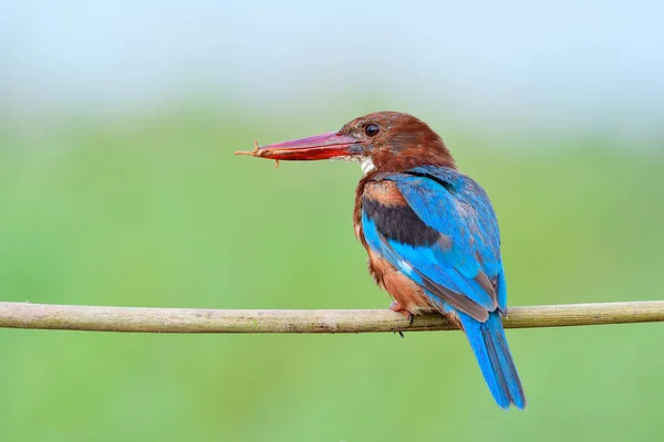 White Throated Kingfisher Halcyon Smyrnensis Unusually Eating Meal Worm Rather — ストック写真