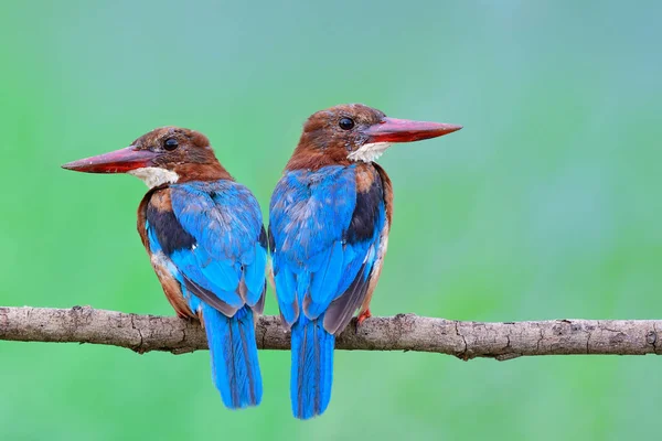 Juvenile Birds Growing Hair Face Back Wings Sitting Side Wooden — Stock Fotó