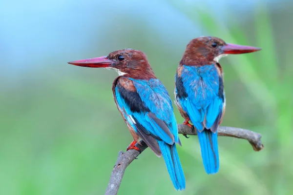 pair of blue wings birds with large red bills perching together on branch with beautiful posing, white-throated kingfisher (halcyon smyrnensis)