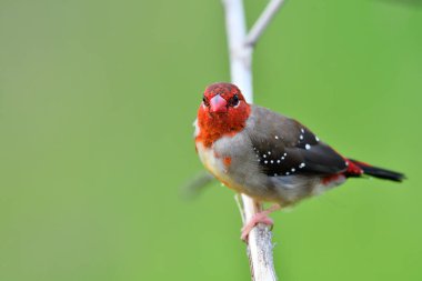 kızıl saçlı kahverengi kuş ve tüyleri büyüyen tüyler şeffaf mevsimlik tüyler, kırmızı avadavat, Tayland çeltik tarlasında küçük güzel bir kuş