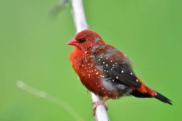 Avadavat Merah Atau Strawberry Finch Merah Gemuk Campuran Dengan Titik — Stok Foto