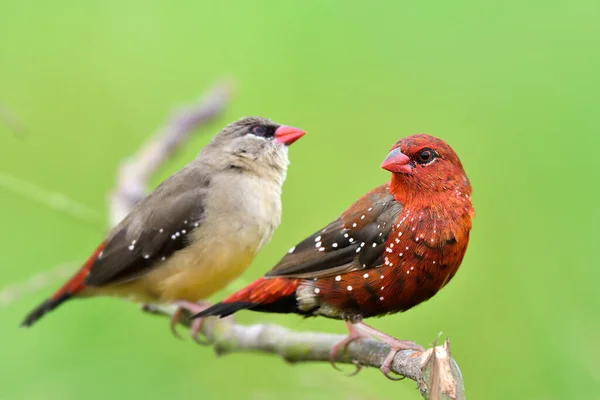 Begining Mating Season Male Turning Red Feathers Female Still Brown — Φωτογραφία Αρχείου