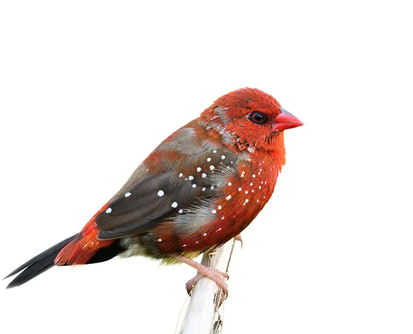 Načechrané Peří Červený Pták Červenými Tečkami Pěnkavy Červené Avadavat Izolované — Stock fotografie