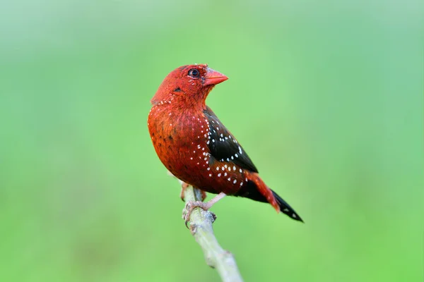 Vivid Color Bird Alerting Invader Looking Prepare Fight Back Red — Stok Foto
