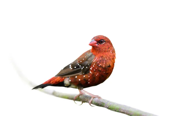 Lovely Red Bird Scatter White Spots Brown Wings Perching Wooden — Stok fotoğraf