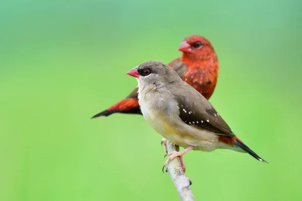 Female Brown Male Red Strawberry Finch Together Perching Branch Expose — Stok fotoğraf
