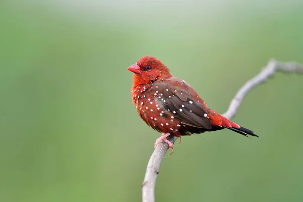 ชายของอวตารส แดงหร อสตรอเบอร Finch บเป Plumage การเพาะพ ขนส แดงสดใสในฤด ฝนกลางฤด — ภาพถ่ายสต็อก