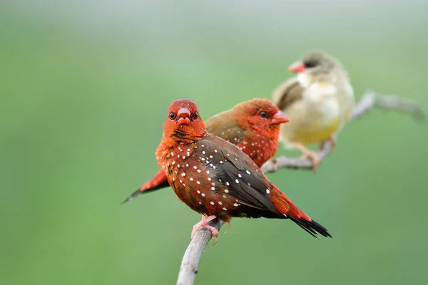 vivid red strawberry finch or red avadavat showing up on same branch with both male and female, beatiful little birds in nature