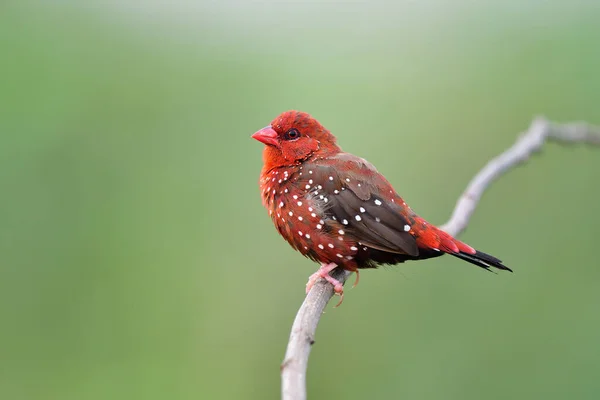 Male Red Avadavat Strawberry Finch Bird Tunring Breeding Plumage Vivid — Stockfoto