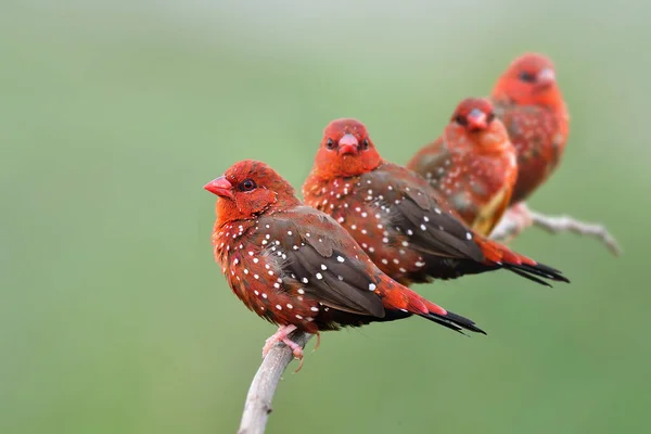 Flock Red Avadavat Strawberry Finch Birds Transparent Breeding Plumage Vivid — Stok Foto
