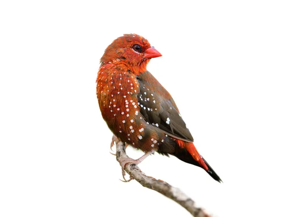 Male Red Avadavat Perching Branch Turning Its Face Other Birds — Stockfoto