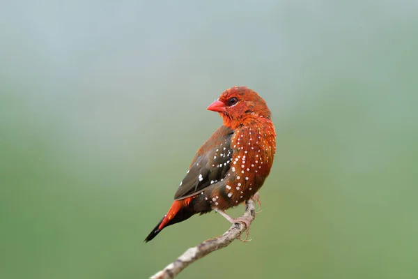 Male Red Avadavat Strawberry Finch Munia Nicely Perching Thin Branch — Stockfoto