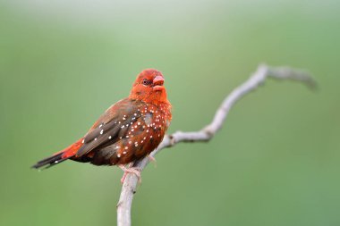 Exotic red bird with white spots singing beautiful song while perching on thin wooden branch expose over fine blue green background against meadow field