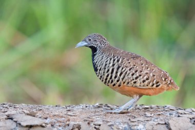 female of barred buttonquil, lovely stripe feathers bird living on craked dirt pole in meadow field, beautfiful nature in Thailand