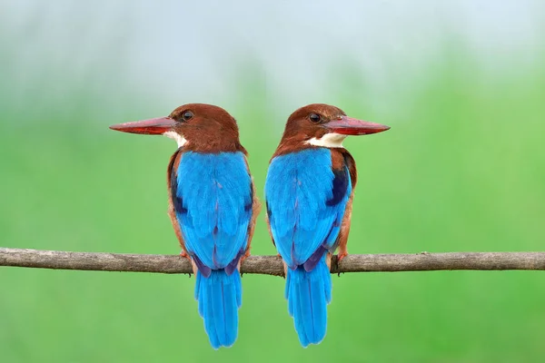 pair of sweet blue wing birds sitting close to each other on the branch expose over fine green plant as blur background, white-throated kingfisher