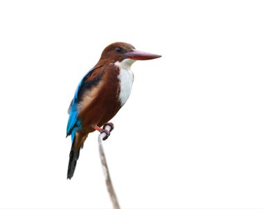 close up of white-throated kingfisher, Thialand residential bird with brown belly to head, large red beak and blue wings perching on thin branch isolated on white background