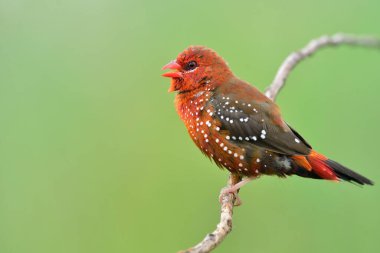 fire red bird happily singing while perching on nice curve branch expose over fine green background, beautiful nature in Thailand