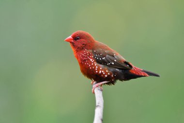 beautiful nature having bright red bird with pinky beaks perching on twig on soft light day in lavendor flower field, red munia