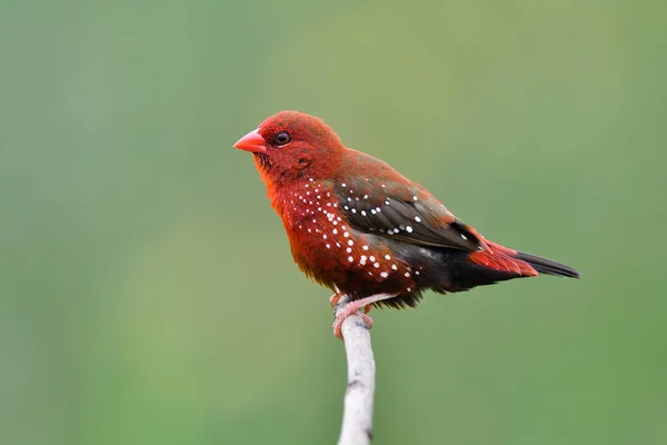 Красива Природа Має Яскраво Червоного Птаха Дзьобом Просочується Гілці Який — стокове фото