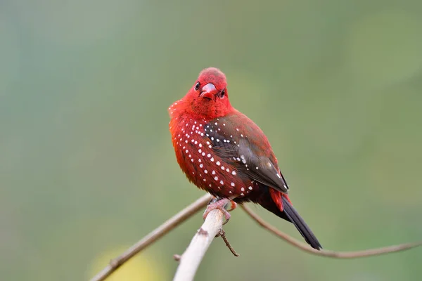 lovely velvet red bird with short finch cordialy looking forward while expose on wooden branch, red avadavat or strawberry munia most wanted bird in Thailand