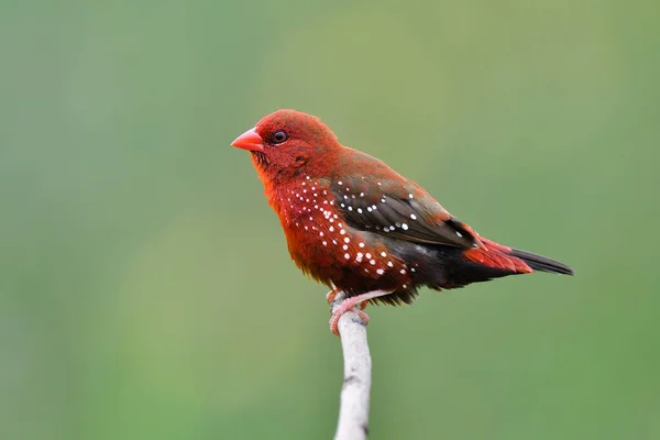 Beautiful Nature Having Bright Red Bird Pinky Beaks Perching Twig Rechtenvrije Stockafbeeldingen