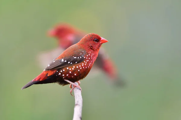 Jasnoczerwone Konserwy Latające Ptaki Piłeczki Pokazujące Swoją Uroczą Aktywność Polach Obraz Stockowy