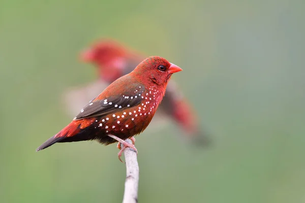 Oiseaux Boule Rouge Vif Conserve Volant Montrant Leur Belle Activité Images De Stock Libres De Droits