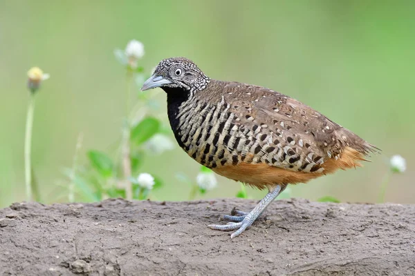 beautiful banded brown bird with black breasted and white surrounded by black dot eyes posing on dirt pole against meadow field, barred buttonquail  (turnix suscitator)