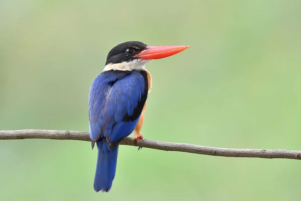 Visão Traseira Asas Azuis Bicos Vermelhos Pássaro Cabeça Preta Poleiro — Fotografia de Stock