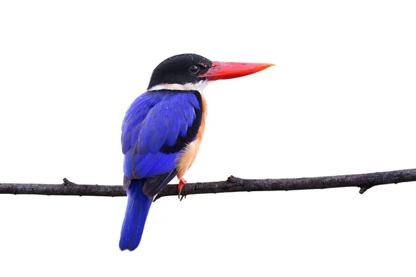 美丽的蓝鸟 大红嘴鸟栖息在细枝上 背景为白色 头戴黑色头冠的翠鸟 — 图库照片