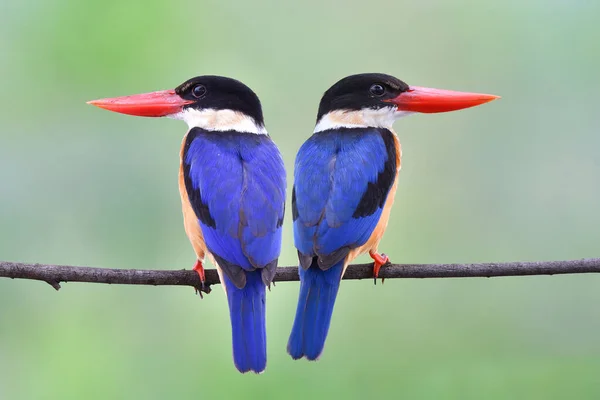 Dos Picos Rojos Alas Azules Cabeza Negra Pajaritos Pardos Que —  Fotos de Stock