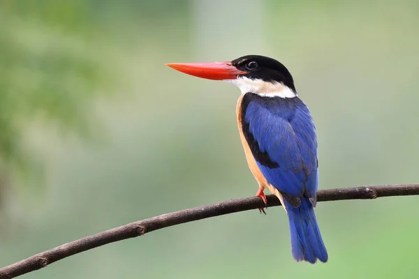 曲線の枝に誇り高い姿勢を持つ明るい青い鳥優雅さ自然 美しい瞬間にカワセミ — ストック写真