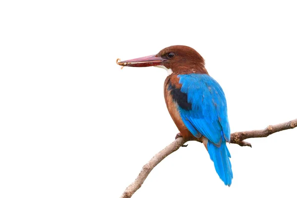 Pájaro Martín Pescador Inusual Comiendo Gusano Harina Lugar Peces Vivos —  Fotos de Stock